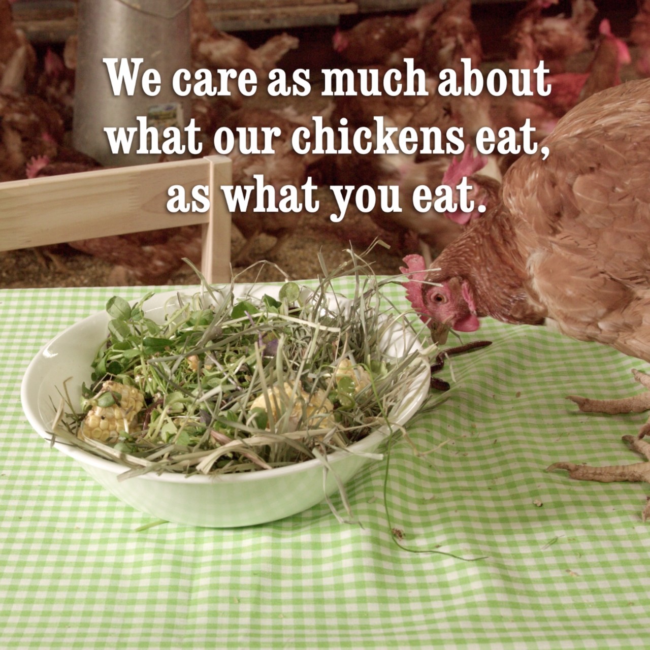 How to feed your farm animals: Recipe videos with an innovative twist